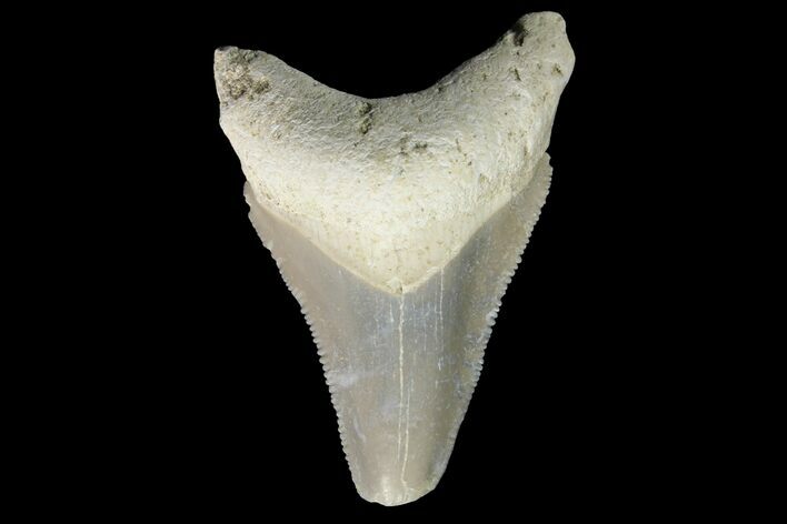 Serrated, Fossil Megalodon Tooth - Bone Valley, Florida #145108